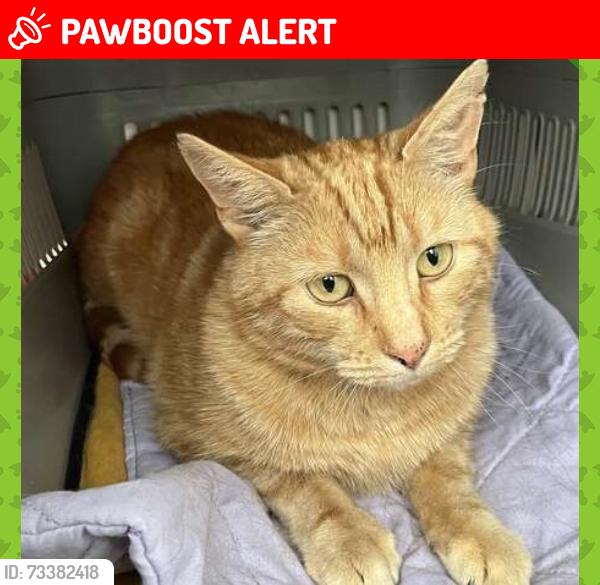 Lost Male Cat last seen Near Firth Crescent Rossington Doncaster DN11 0SZ, New Rossington, England DN11 0SZ