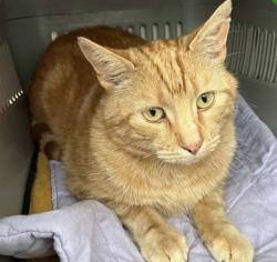 Lost Male Cat last seen Near Firth Crescent Rossington Doncaster DN11 0SZ, New Rossington, England DN11 0SZ