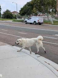Found/Stray Male Dog last seen San Diegueno Middle School, Encinitas, CA 92024