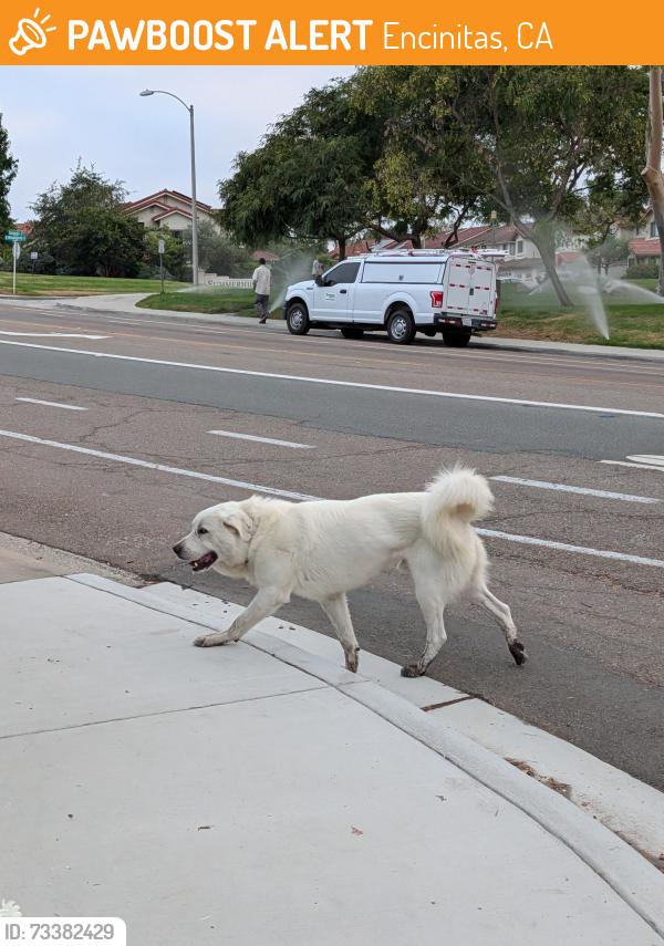 Found/Stray Male Dog last seen San Diegueno Middle School, Encinitas, CA 92024