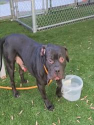 Shelter Stray Male Dog last seen , 1850 W 60th St, Los Angeles, CA 90047, USA