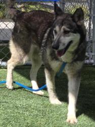 Shelter Stray Female Dog last seen , 1850 W 60th St, Los Angeles, CA 90047, USA