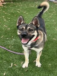 Shelter Stray Male Dog last seen , 1850 W 60th St, Los Angeles, CA 90047, USA