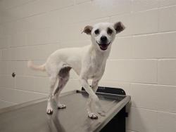 Shelter Stray Female Dog last seen PENRYN RD & HW80, 11232 B Ave, Auburn, CA 95603, USA