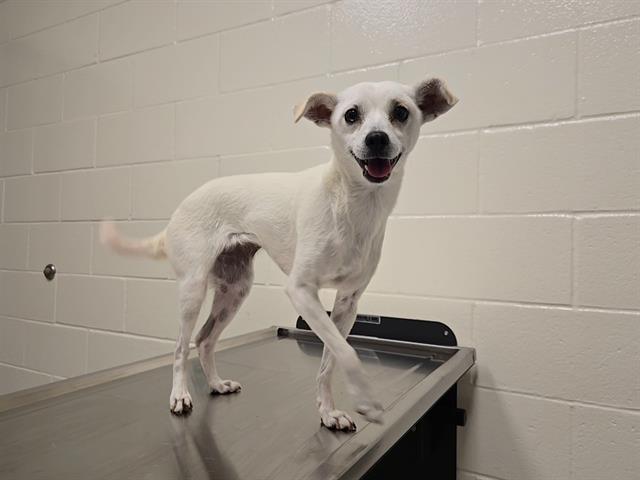Shelter Stray Female Dog last seen PENRYN RD & HW80, 11232 B Ave, Auburn, CA 95603, USA