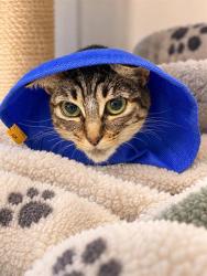 Shelter Stray Female Cat last seen Near BLK E LOUISE ST, LONG BEACH CA, 90805, 7700 E Spring St, Long Beach, CA 90815, USA