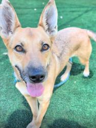 Shelter Stray Female Dog last seen , 3201 Lacy St, Los Angeles, CA 90031, USA