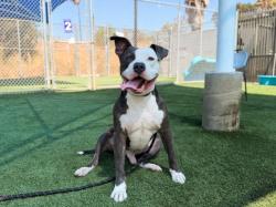 Shelter Stray Male Dog last seen , 3201 Lacy St, Los Angeles, CA 90031, USA