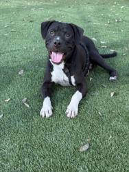 Shelter Stray Male Dog last seen , 3201 Lacy St, Los Angeles, CA 90031, USA