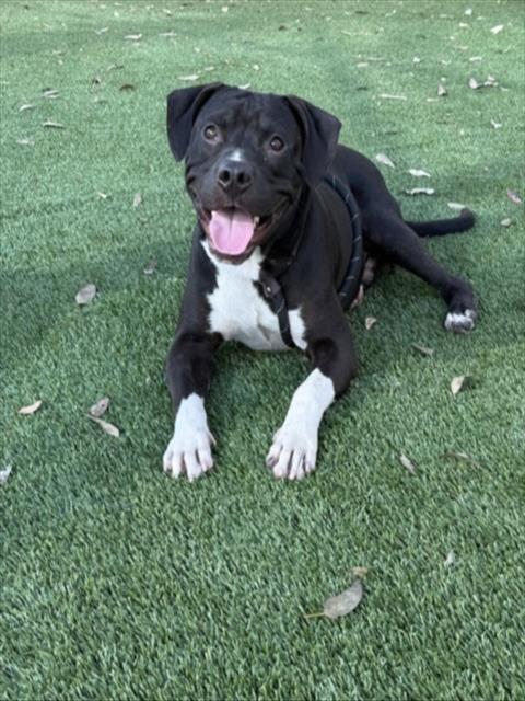 Shelter Stray Male Dog last seen , 3201 Lacy St, Los Angeles, CA 90031, USA