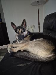 Reunited Male Dog last seen Golden gate ests, 2nd Ave N.E, Naples, FL 34120
