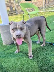 Shelter Stray Male Dog last seen , 3201 Lacy St, Los Angeles, CA 90031, USA