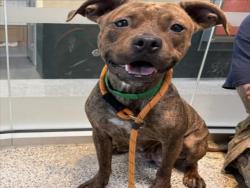 Shelter Stray Female Dog last seen , 3201 Lacy St, Los Angeles, CA 90031, USA