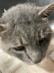 Shelter Stray Male Cat last seen Near BLOCK E ZION CHURCH RD, 1601 Airport Rd, Shelby, NC 28150, USA
