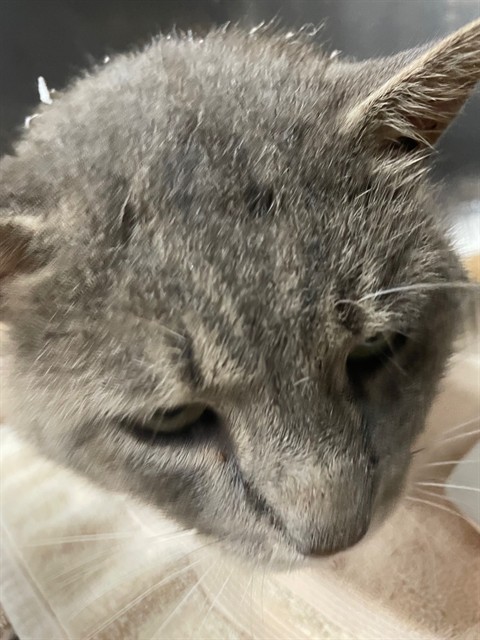 Shelter Stray Male Cat last seen Near BLOCK E ZION CHURCH RD, 1601 Airport Rd, Shelby, NC 28150, USA