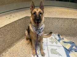 Shelter Stray Female Dog last seen , 3201 Lacy St, Los Angeles, CA 90031, USA