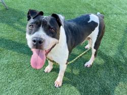 Shelter Stray Female Dog last seen , 3201 Lacy St, Los Angeles, CA 90031, USA