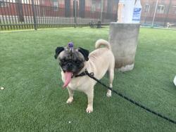 Shelter Stray Male Dog last seen , 3201 Lacy St, Los Angeles, CA 90031, USA