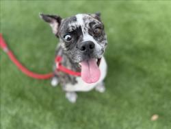 Shelter Stray Male Dog last seen , 3201 Lacy St, Los Angeles, CA 90031, USA