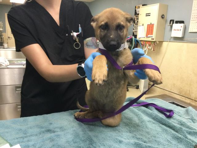 Shelter Stray Female Dog last seen Near BLOCK HUNTER ST, PERRIS CA 92570, 6851 Van Buren Boulevard, Jurupa Valley, CA 92509, USA