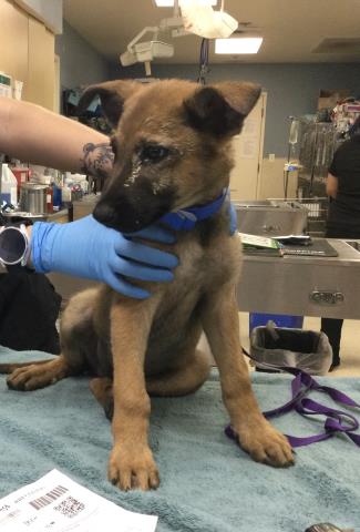 Shelter Stray Male Dog last seen Near BLOCK HUNTER ST, PERRIS CA 92570, 6851 Van Buren Boulevard, Jurupa Valley, CA 92509, USA
