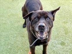Shelter Stray Male Dog last seen , 11361 W Pico Blvd, Los Angeles, CA 90064, USA