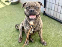 Shelter Stray Male Dog last seen , 11361 W Pico Blvd, Los Angeles, CA 90064, USA