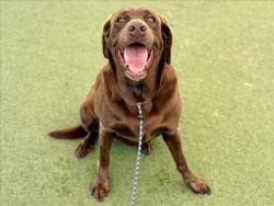Shelter Stray Female Dog last seen , 11361 W Pico Blvd, Los Angeles, CA 90064, USA