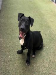 Shelter Stray Male Dog last seen , 11361 W Pico Blvd, Los Angeles, CA 90064, USA