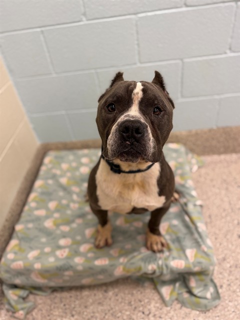 Shelter Stray Male Dog last seen 96TH AND MONACO, 12155 Park Blvd, Brighton, CO 80601, USA