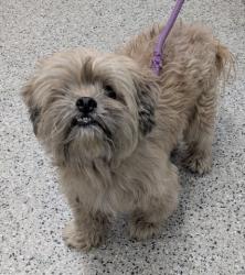 Shelter Stray Male Dog last seen Near BLOCK DEXTER AVE, DETROIT MI 48206, 7401 Chrysler Dr, Detroit, MI 48211, USA