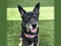Shelter Stray Male Dog last seen , 957 N Gaffey St, San Pedro, CA 90731, USA