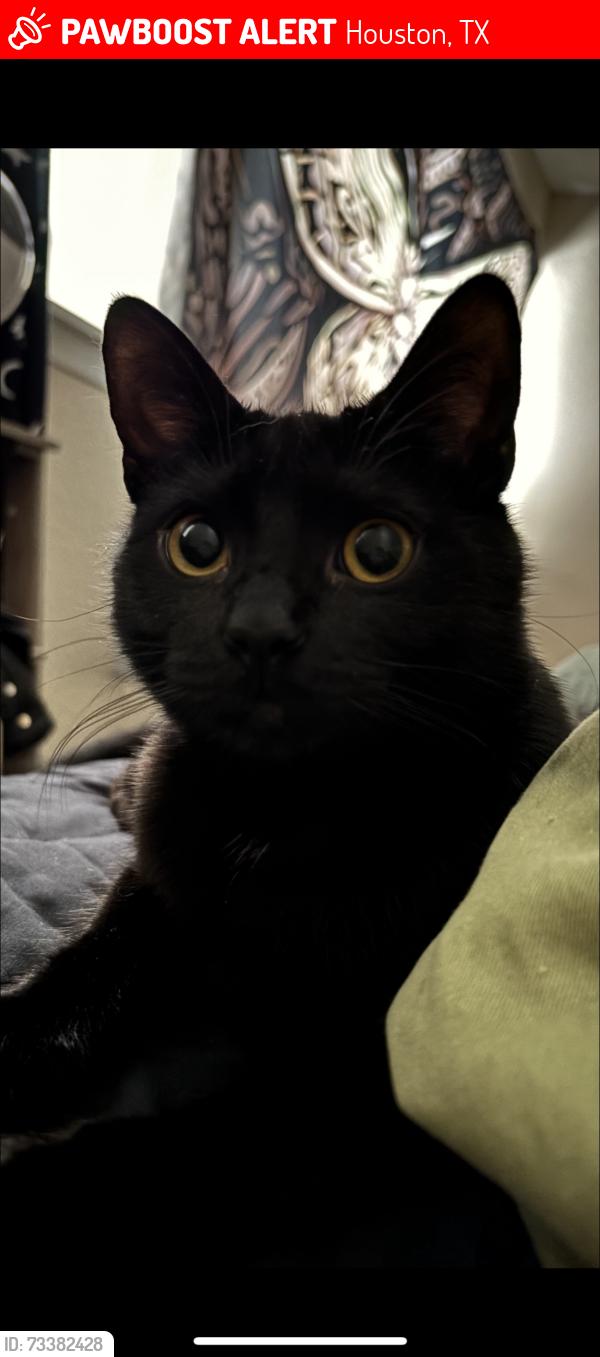 Lost Female Cat last seen Near jones rd, Houston, TX 77065