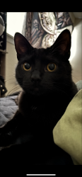 Lost Female Cat last seen Near jones rd, Houston, TX 77065