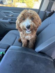 Found/Stray Female Dog last seen Felix& twp, Simi Valley, CA 93063