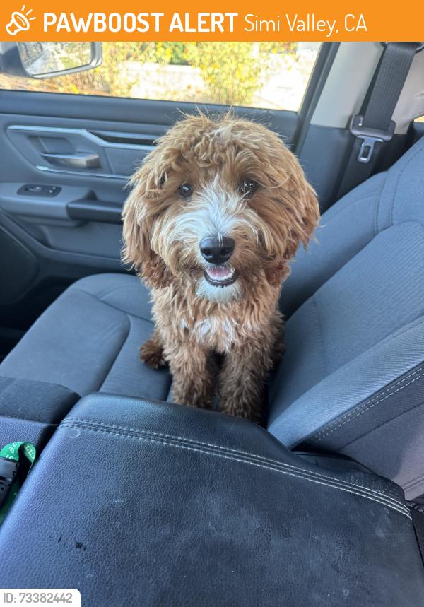 Found/Stray Female Dog last seen Felix& twp, Simi Valley, CA 93063
