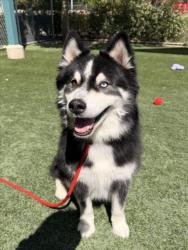 Shelter Stray Male Dog last seen , West Valley Animal Shelter, 20655 Plummer St, Chatsworth, CA 91311, USA