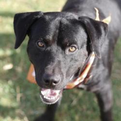 Shelter Stray Male Dog last seen K ST, 4710 TX-151, San Antonio, TX 78227, USA