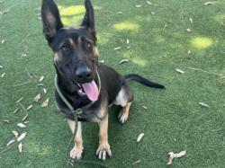 Shelter Stray Male Dog last seen , 14409 Vanowen St, Van Nuys, CA 91405, USA