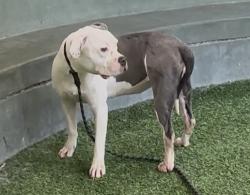 Shelter Stray Female Dog last seen , 14409 Vanowen St, Van Nuys, CA 91405, USA