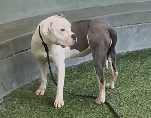 Shelter Stray Female Dog last seen , 14409 Vanowen St, Van Nuys, CA 91405, USA