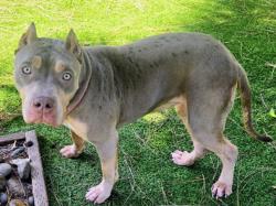 Shelter Stray Female Dog last seen , 14409 Vanowen St, Van Nuys, CA 91405, USA