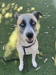 Shelter Stray Male Dog last seen , 14409 Vanowen St, Van Nuys, CA 91405, USA