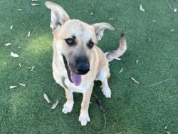 Shelter Stray Male Dog last seen , 14409 Vanowen St, Van Nuys, CA 91405, USA