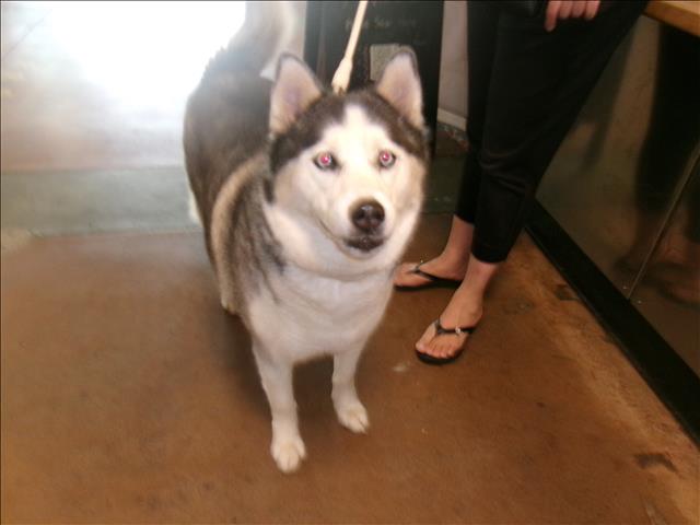 Shelter Stray Female Dog last seen , 14409 Vanowen St, Van Nuys, CA 91405, USA
