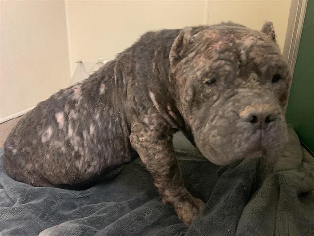 Shelter Stray Male Dog last seen 66TH AVE & TAMOSHANTER WAY, 2127 Front St, Sacramento, CA 95818, USA