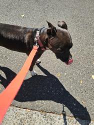 Found/Stray Female Dog last seen Fruitridge and Franklin, Sacramento, CA 95820