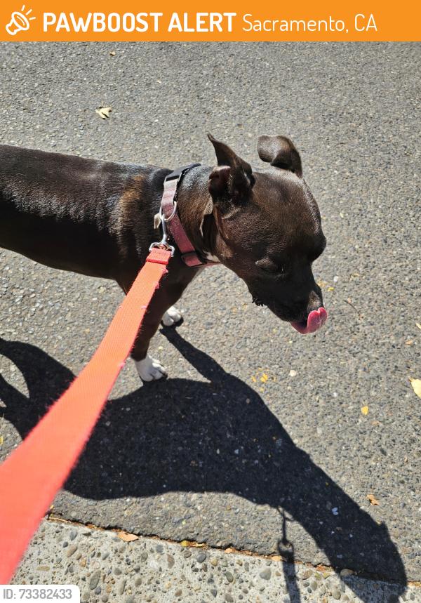 Found/Stray Female Dog last seen Fruitridge and Franklin, Sacramento, CA 95820