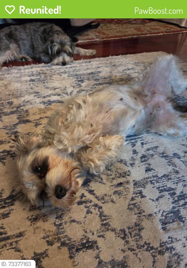 Reunited Female Dog last seen OCCIDENTAL ST AND TEMPLE, Los Angeles, CA 90057
