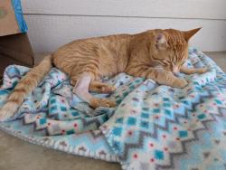 Lost Male Cat last seen 71st south and 119th, Clearwater, KS 67026